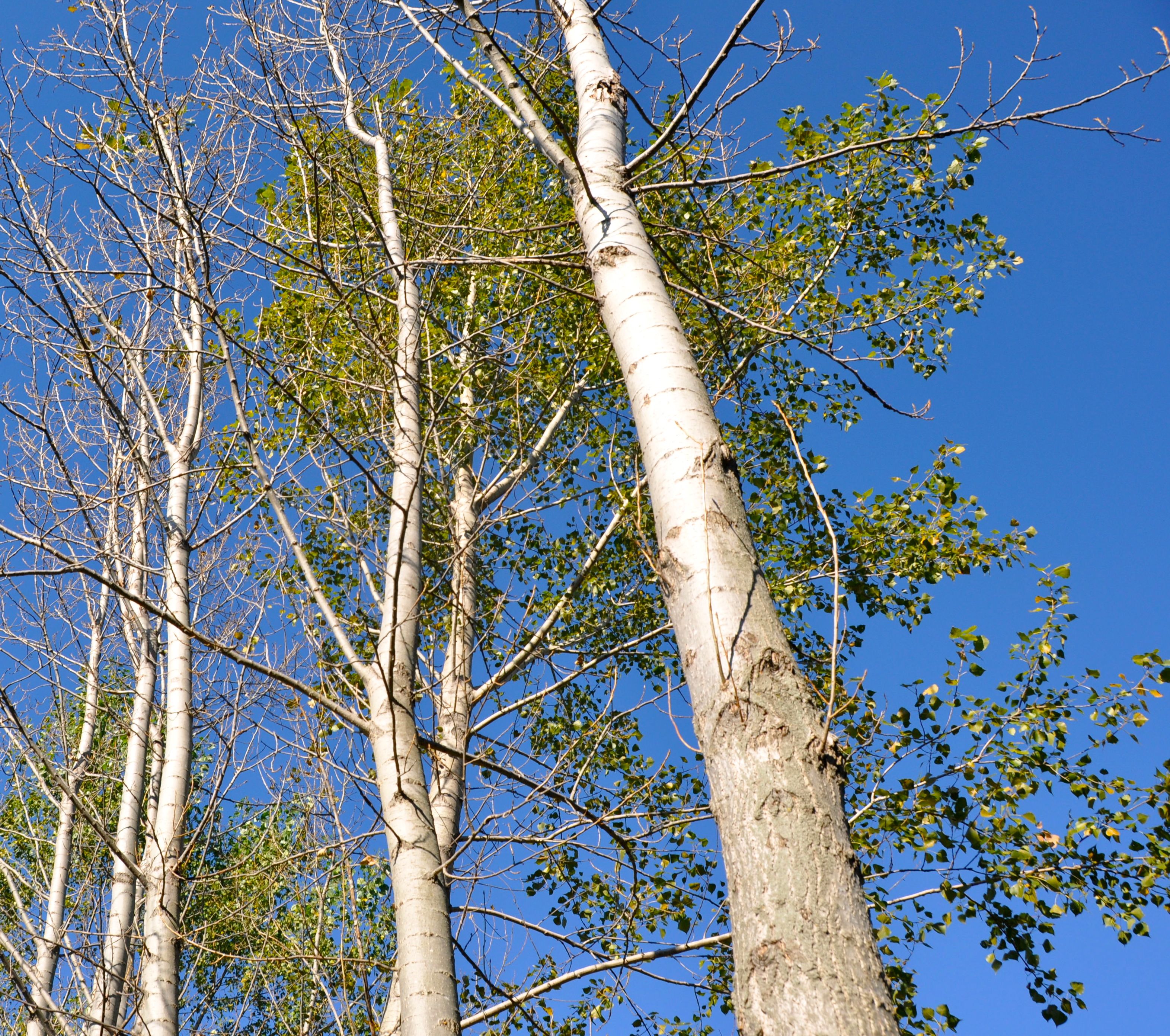 What are the different types of poplar trees?